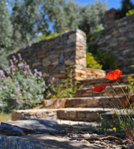 pexels-mali-maeder-68470